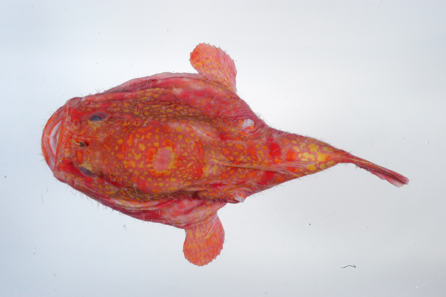Chaunax fimbriatus Hilgendorf, 1879